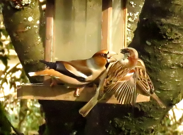 De beaux oiseaux colorés ont visité mon jardin cet hiver....