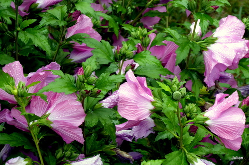 Fleurs d'althéa après la pluie