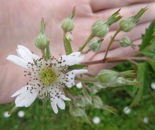 Capture-fleur.JPG