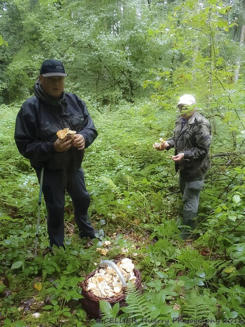 Sortie myco dans les montagnes du jura - octobre 2016 - Ain