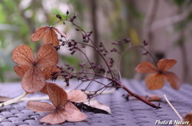 Hortensia grimpant