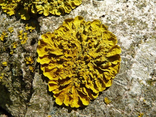 lichen