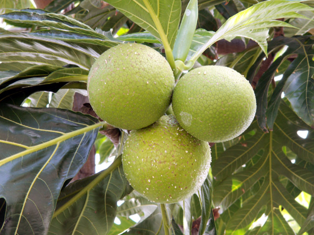 Résultat de recherche d'images pour "fruits à pain Réunion"