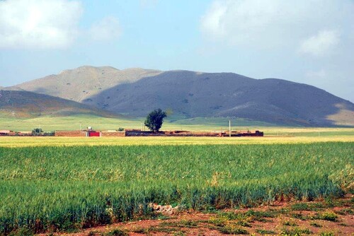 Des champs de céréales