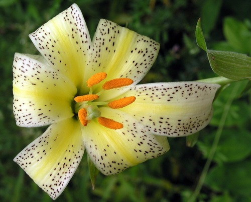 LES FLEURS TUBES ET IMAGES