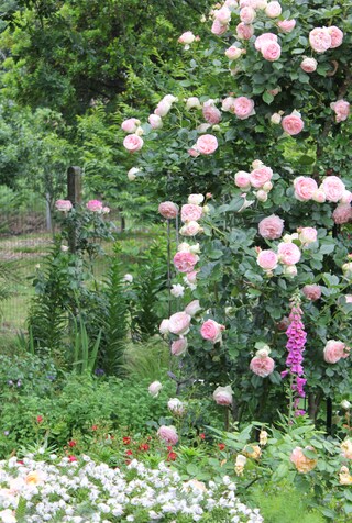 rose Pierre de Ronsard de Meilland