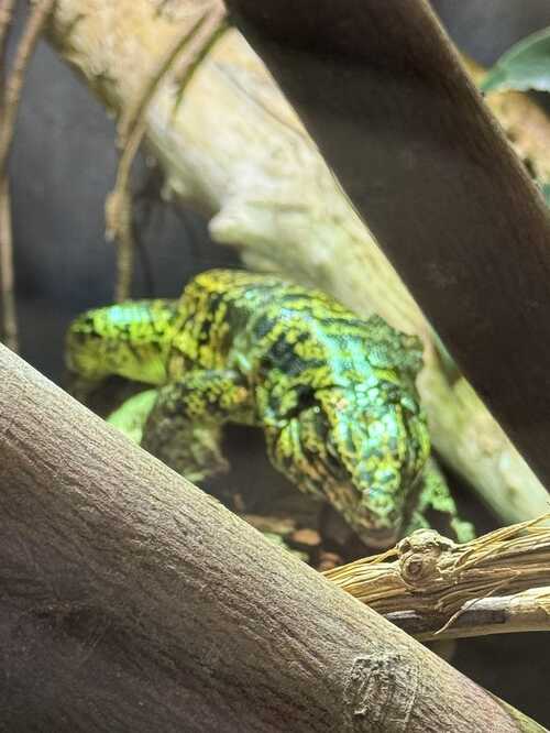 ZOO DE VINCENNES - la serre - animaux tropicaux - dangereux