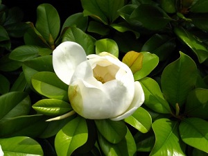 Le Magnolia ... 