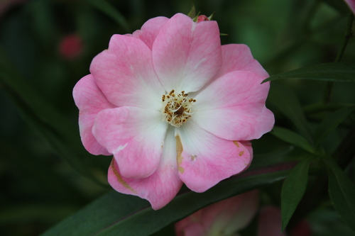 Idées d'association avec des rosiers