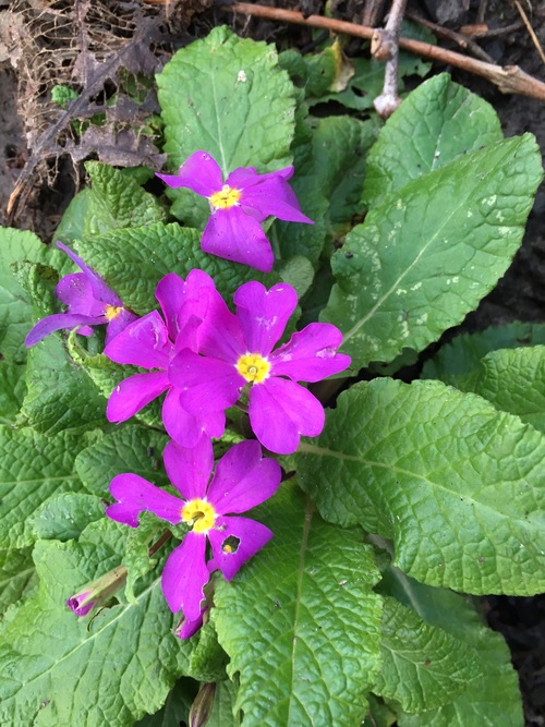 Premières fleurs