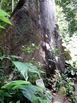 le sentier de La Mirande