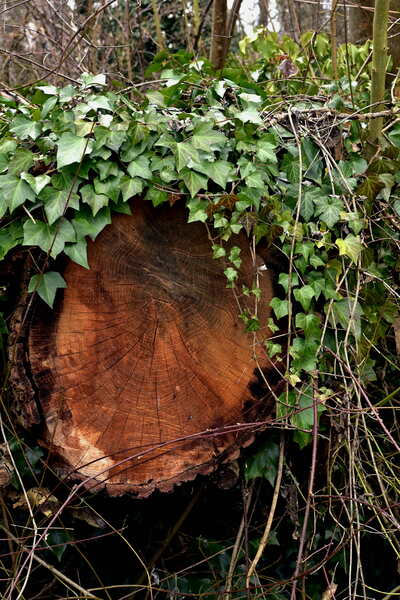 2022.03.13 Bois de la Bâtie (département Isère) 2