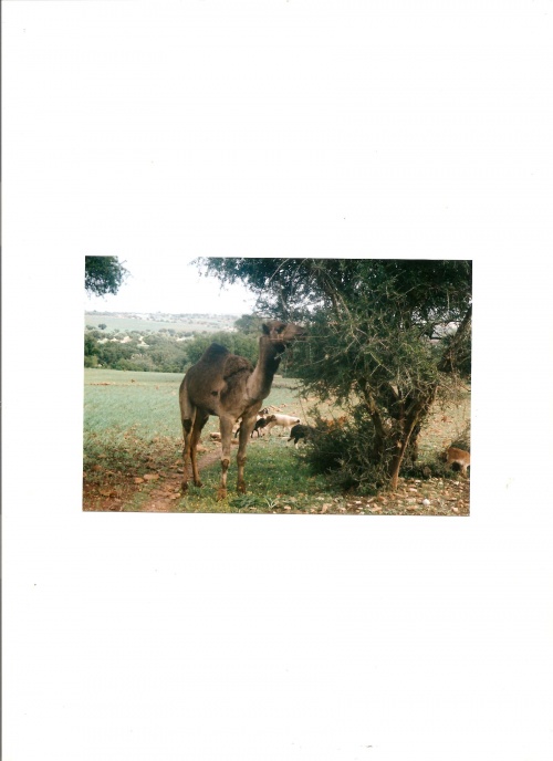 LE MAROC, MARRAKECH, L'ATLAS, ESSAOUIRA