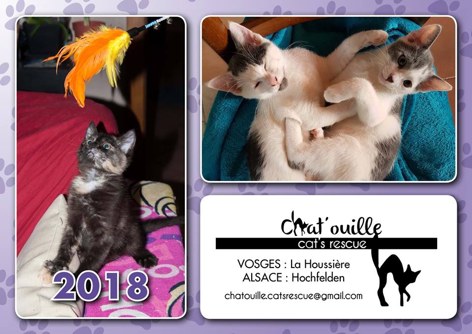 chat vosges