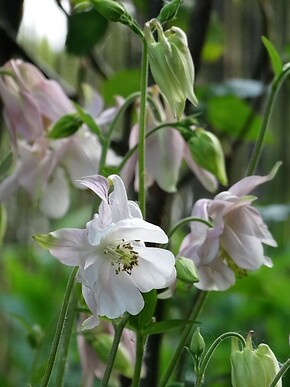 Quoi de neuf au jardin à la mi-mai?