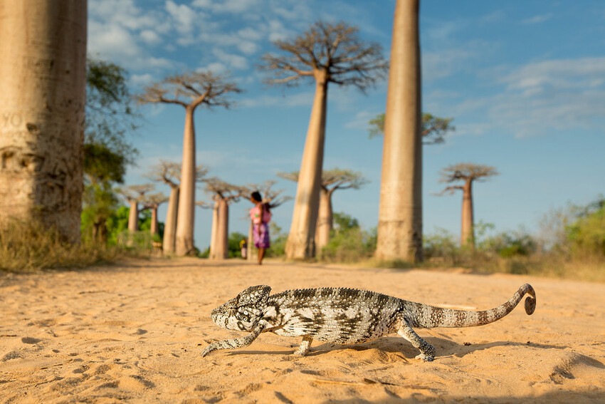 5 images de Reptiles