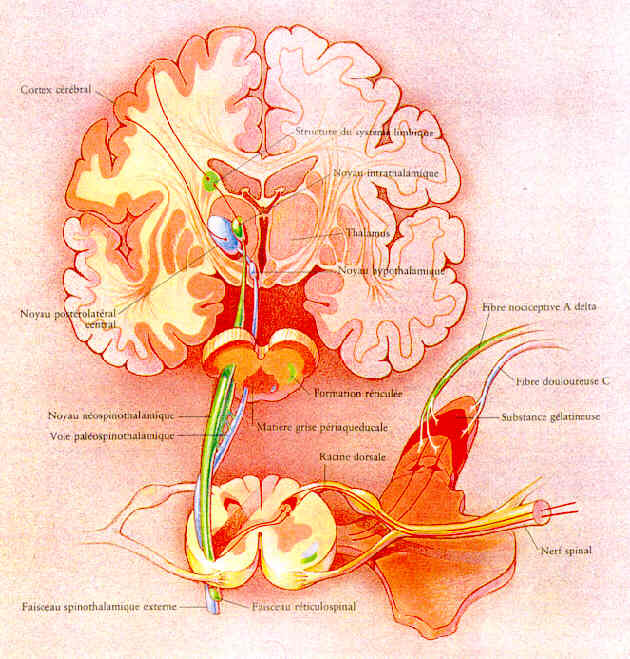 1) Action sur le cerveau et les neurotransmetteurs.