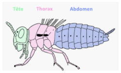 Insecte mystère