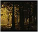forêt meusienne coucher de soleil
