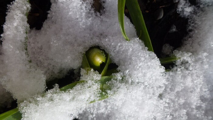 Fleurs dans la neige