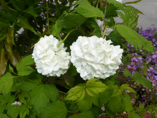 Au milieu des fleurs 