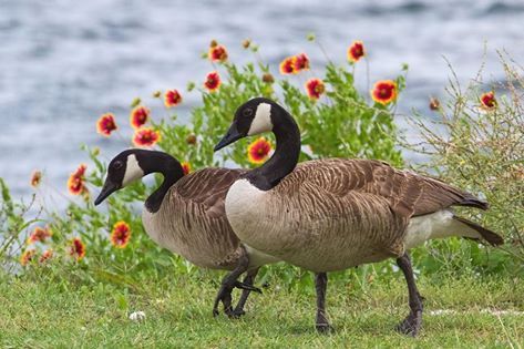 CANARDS  ou  CYGNES  ou  OIES  4