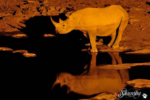 Etosha by night (Okaukuejo and Halali)