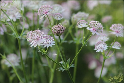 Les jardins d'Aywiers, un samedi d' automne 2015