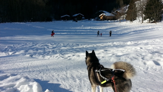 chiens des glaces à Flumet