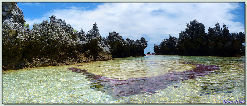 L'Ile aux Récifs : marche au milieu des féo - Motu Ai Ai - Rangiroa - Tuamotu - Polynésie française