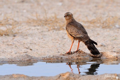 Birds of the Kgalagadi