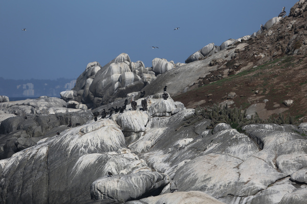 Cachagua, l'île aux Manchots