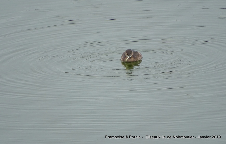 Les oiseaux de l'ile de Noirmoutier - Janvier 2019