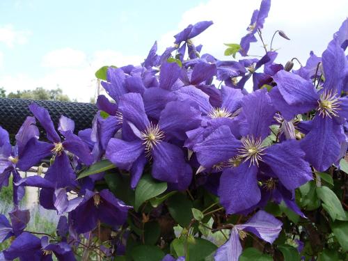 Iris rouges et libellule bleue