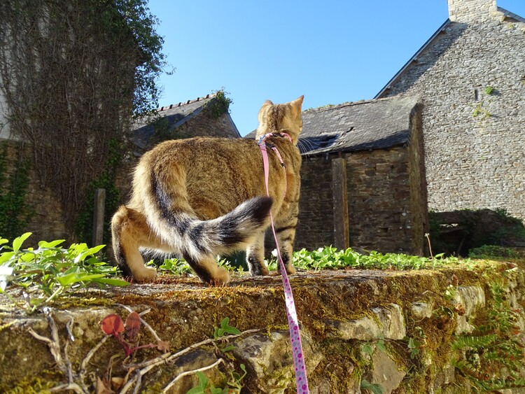 Dimanche c'est chat