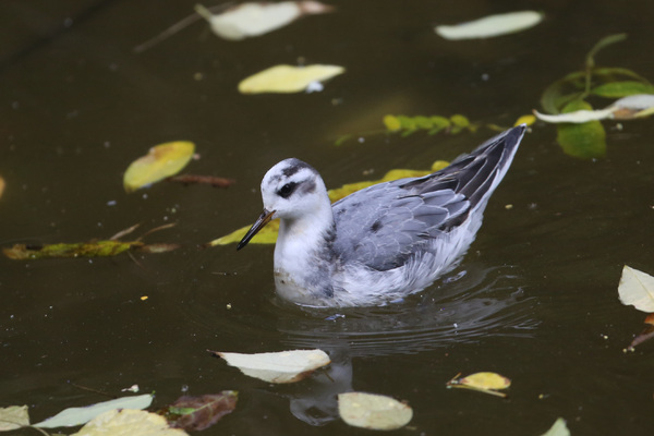 Le Phalarope des Buttes-Chaumont