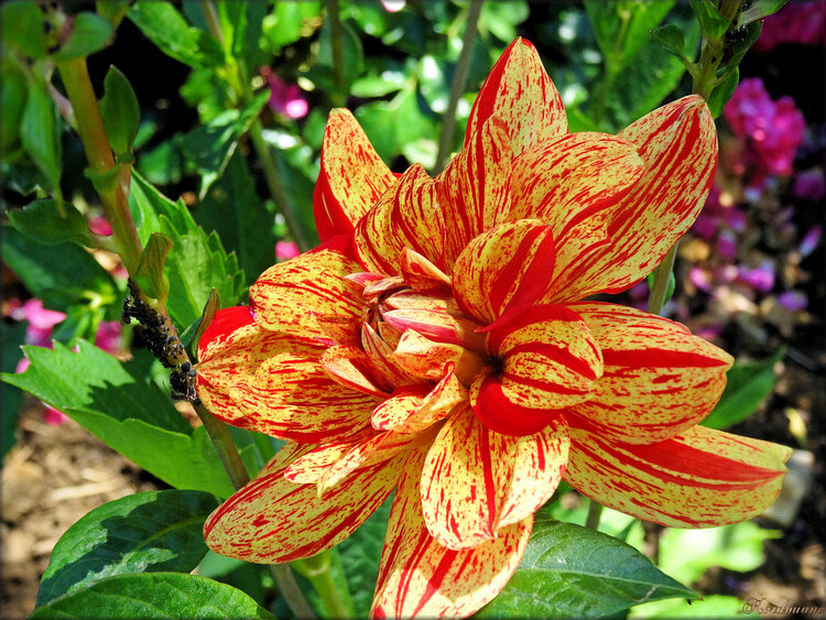 Photo de Dahlia des Sables d'Olonne (Roseraie)