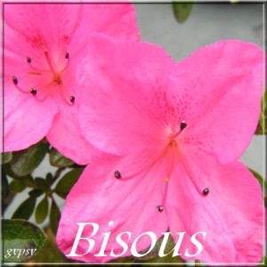 bisous azalée