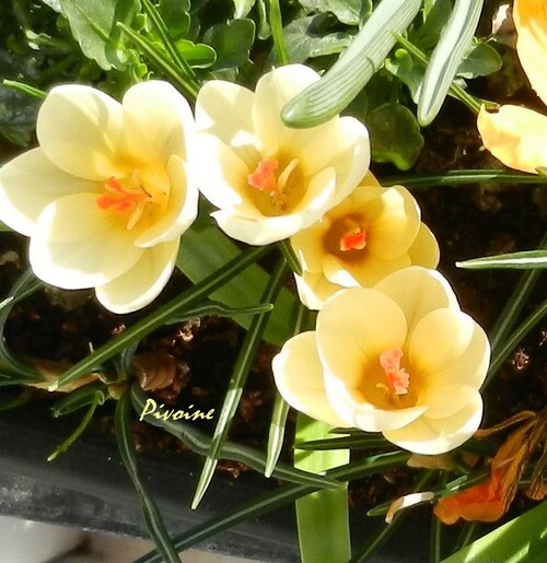 PROMENADE AU MILIEU DES CROCUS DE MON BALCON