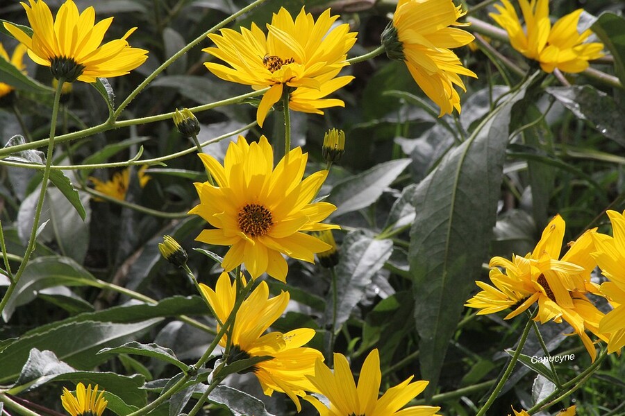 Jardi qui rit, jardin qui pleure (2)