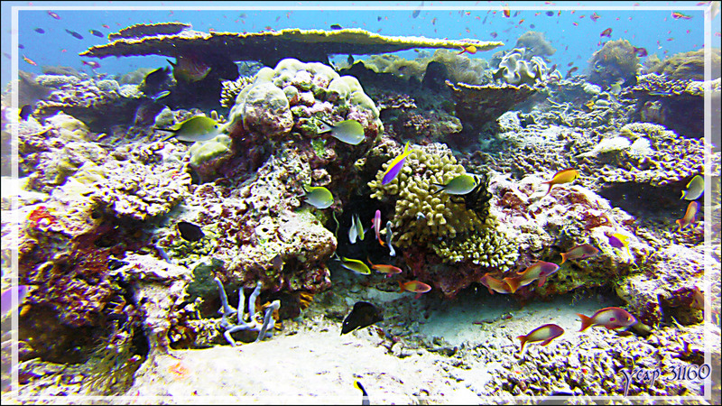 Superbe corail tabulaire avec demoiselles : Anthias à queue jaune (Pseudanthias evansi), Barbier rouge à queue de lyre (Pseudanthias squamipinnis), Demoiselle à queue d'hirondelle (Chromis ternatensis