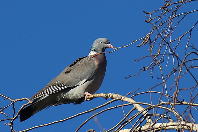 Pigeon ramier 