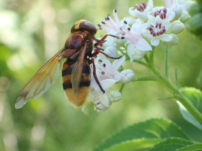 La volucelle zonée (Volucella zonaria)