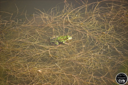 La Grenouille et le crapaud