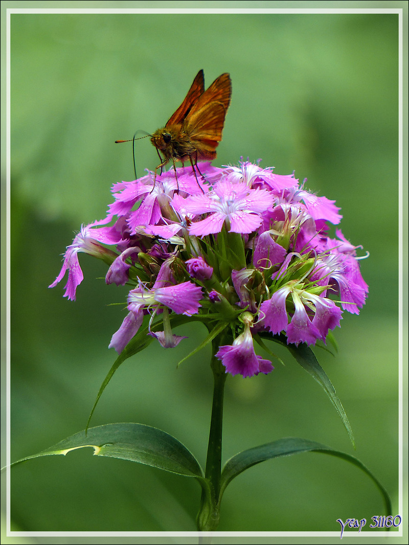 Papillon Hespérie Sylvaine mâle (Ochlodes venatus) - Artiga de Lin - Es Bordes - Val d'Aran - Espagne