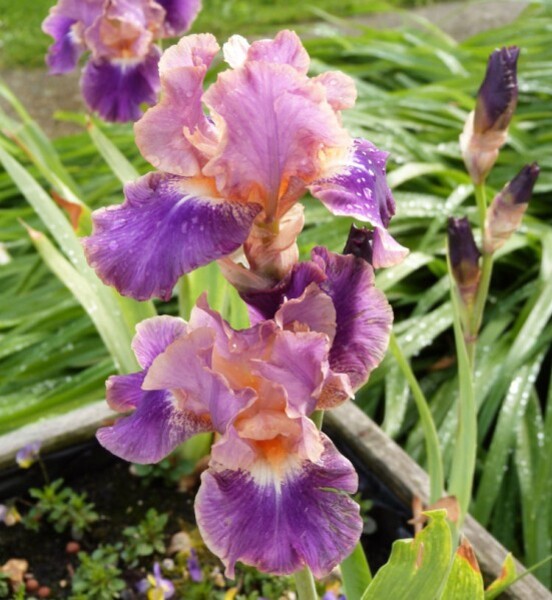 iris-de-bordure-low-spirit---mai-2014.jpg