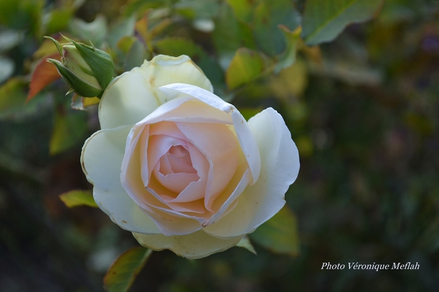 Les roses du Jardin du Palais-Royal