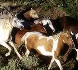 Les Mustangs: de vrais tableaux de la nature !!!!!