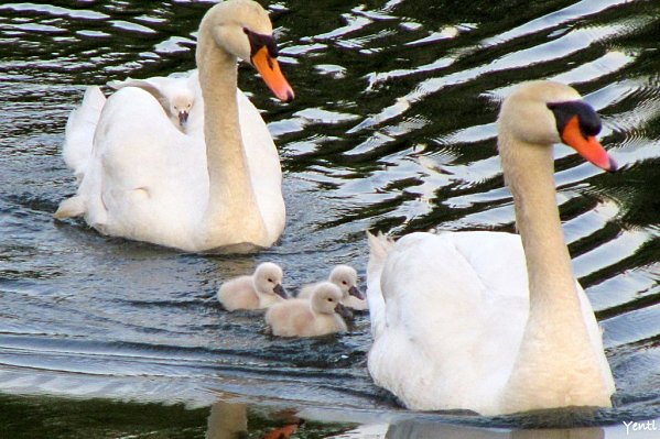 Famille cygne3