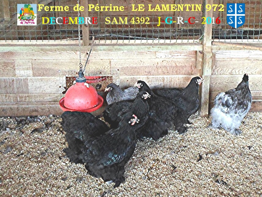 PARC DE MARTINIQUE: la ferme Pérrine  2/4       D    15/08/2017
